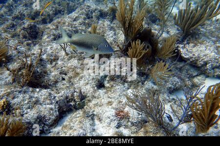 Ein Unterwasserfoto von blaugestreiftem Grunz (Haemulon sciurus) oder blaugestreiftem Grunz, ist eine subtropische Art von Grunz aus dem westlichen Atlantik OC Stockfoto