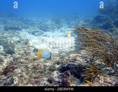 Ein Unterwasserfoto eines Schmetterlingsfischs oder Chaetodon, ocellatus ist im westlichen Atlantik, im Golf von Mexiko und am häufigsten gefunden Stockfoto