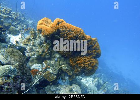 Zwei banderte Butterflyfish schwimmen in der Nähe von Korallen, die im tropischen westlichen Atlantik gefunden werden, auch bekannt als banderte Butterflyfish, Butterbun Stockfoto