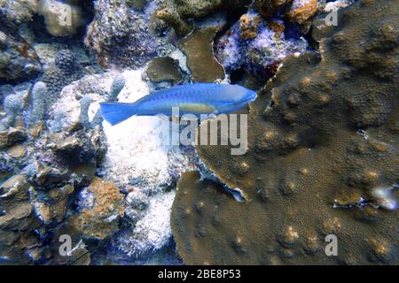 Ein Unterwasserfoto eines Parrotfisches, der um den Felsen und Korallenriffe im Meer schwimmt. Papageienfische sind eine bunte Gruppe von Meeresarten (95) fou Stockfoto