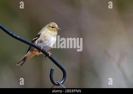 Weibliche amerikanische Goldfinken (Carduelis tristis) auf einer Stange, Cherry Hill, Nova Scotia, Kanada Stockfoto