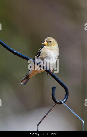 Weibliche amerikanische Goldfinken (Carduelis tristis) auf einer Stange, Cherry Hill, Nova Scotia, Kanada Stockfoto