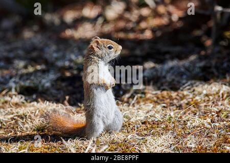 American Red Squirrel (Tamiasciurus hudsonicus), Cherry Hill, Nova Scotia, Kanada Stockfoto