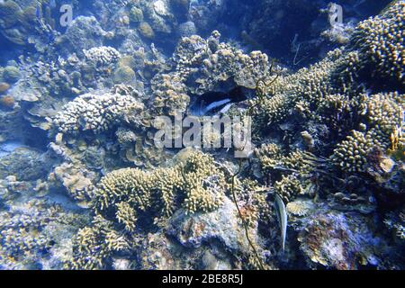 Ein Unterwasserfoto eines Parrotfisches, der um den Felsen und Korallenriffe im Meer schwimmt. Papageienfische sind eine bunte Gruppe von Meeresarten (95) fou Stockfoto