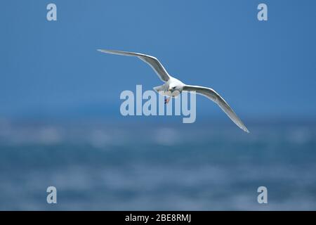 Cherry Hill, Nova Scotia, Kanada Stockfoto