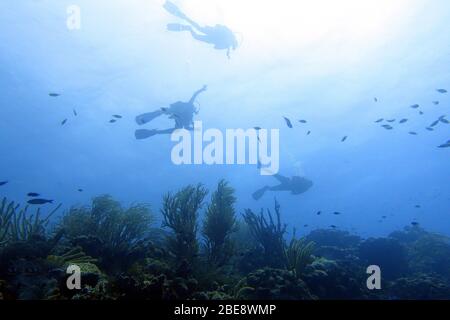 Taucher genießen einen entspannenden Tauchgang im Meer. Hintergrund und Muster. Stockfoto