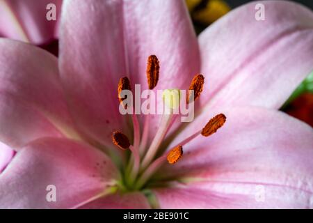 Nahaufnahme einer rosa Lilie (lateinisch Lilium candidum) mit klarer Sicht auf die Taxonomie der Blume wie Stigma, Stil, Staubgefäße, Filament und tepal Stockfoto