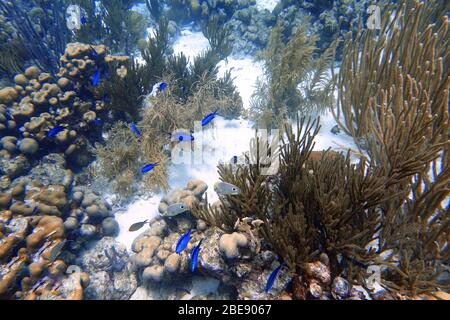 Ein Unterwasserfoto eines vier-Eyed-Schmetterlingsfischs oder Chaetodon capistratus, ist im westlichen Atlantik, Bermuda und der Karibik gefunden. Stockfoto