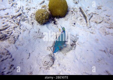 Ein Unterwasserfoto eines Parrotfisches, der um den Felsen und Korallenriffe im Meer schwimmt. Papageienfische sind eine bunte Gruppe von Meeresarten (95) fou Stockfoto