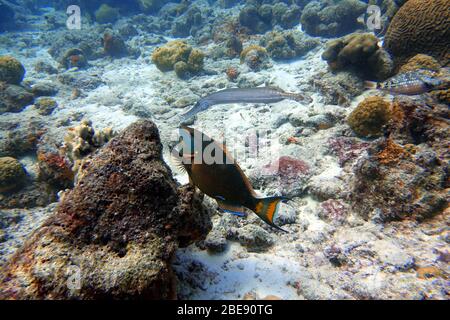 Ein Unterwasserfoto eines Parrotfisches, der um den Felsen und Korallenriffe im Meer schwimmt. Papageienfische sind eine bunte Gruppe von Meeresarten (95) fou Stockfoto