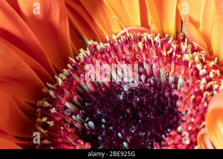 Nahaufnahme einer rot-orangefarbenen Gerbera, einer Pflanze aus der Familie der Gänseblümchen (lateinisch Asteraceae) mit einem klaren Blick auf die Taxonomie der Blume Stockfoto
