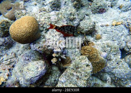 Ein Unterwasserfoto eines Parrotfisches, der um den Felsen und Korallenriffe im Meer schwimmt. Papageienfische sind eine bunte Gruppe von Meeresarten (95) fou Stockfoto