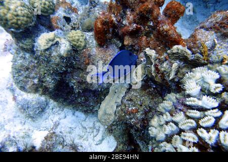 Ein Unterwasserfoto eines Blauen Tang. Stockfoto