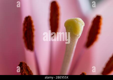 Nahaufnahme einer rosa Lilie (lateinisch Lilium candidum) mit klarer Sicht auf die Taxonomie der Blume wie Stigma, Stil, Staubgefäße, Filament und tepal Stockfoto