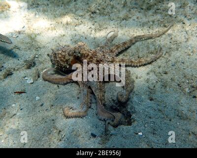 Ein Unterwasserfoto eines Octopus, der ein Weichkörper, acht-limbed Mollusk der Ordnung Octopoda ist. Rund 300 Arten sind anerkannt, und die Reihenfolge Stockfoto