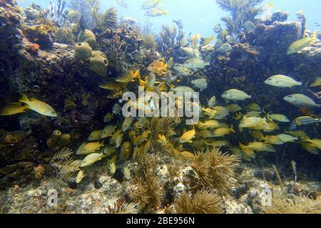 Ein Unterwasserfoto von blaugestreiftem Grunz (Haemulon sciurus) oder blaugestreiftem Grunz, ist eine subtropische Art von Grunz aus dem westlichen Atlantik OC Stockfoto