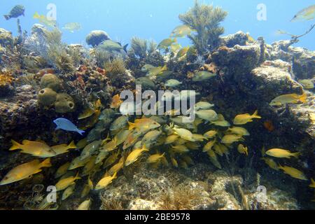 Ein Unterwasserfoto von blaugestreiftem Grunz (Haemulon sciurus) oder blaugestreiftem Grunz, ist eine subtropische Art von Grunz aus dem westlichen Atlantik OC Stockfoto