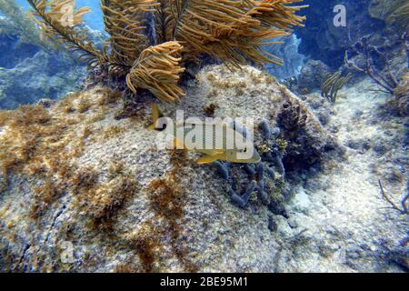 Ein Unterwasserfoto von blaugestreiftem Grunz (Haemulon sciurus) oder blaugestreiftem Grunz, ist eine subtropische Art von Grunz aus dem westlichen Atlantik OC Stockfoto