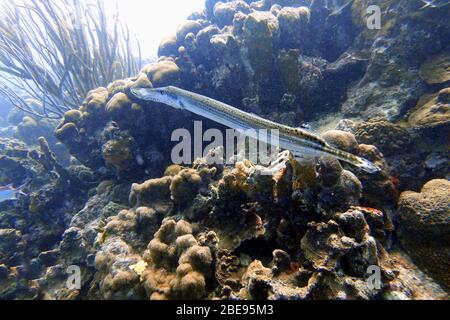 Ein Unterwasserfoto eines Trompetenfischs, Aulostomus maculatus, der auch als West Atlantic Trompetenfisch bekannt ist, ist ein langkörperiger Fisch mit einem Uptur Stockfoto