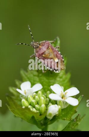 Schlehe-Käfer (Dolycoris baccarum) auf einer grünen Pflanze mit weißen Blütenblättern. Es ist eine Art von Schildkäfer in der Familie Pentatomidae Stockfoto