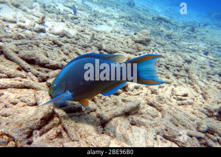 Ein Unterwasserfoto eines Parrotfisches, der um den Felsen und Korallenriffe im Meer schwimmt. Papageienfische sind eine bunte Gruppe von Meeresarten (95) fou Stockfoto