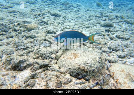 Ein Unterwasserfoto eines Parrotfisches, der um den Felsen und Korallenriffe im Meer schwimmt. Papageienfische sind eine bunte Gruppe von Meeresarten (95) fou Stockfoto