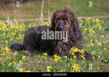 Schwarzer Labradoodle liegt in einem Feld von Cowglips Stockfoto