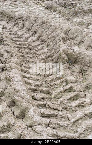 Schwere Traktorreifen Spuren in trocknenden schlammigen Feld Eingang. Metapher, die sich verirrend, tiefe Eindrücke. Stockfoto