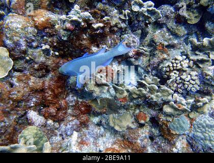 Ein Unterwasserfoto eines Parrotfisches, der um den Felsen und Korallenriffe im Meer schwimmt. Papageienfische sind eine bunte Gruppe von Meeresarten (95) fou Stockfoto