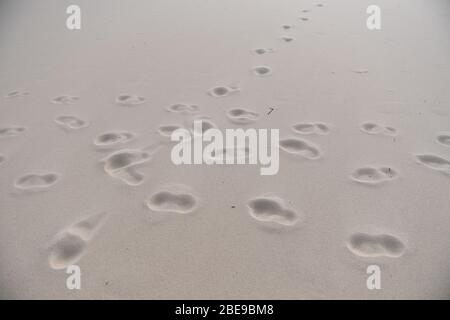 Trassenheide, Deutschland. April 2020. Fußabdrücke im Sand. Nur wenige Menschen sind am Ostseestrand auf der Insel Usedom unterwegs. Um die Ausbreitung des Corona-Virus zu verlangsamen, hat die Bundesregierung das öffentliche Leben erheblich eingeschränkt. Quelle: Stefan Sauer/dpa/Alamy Live News Stockfoto