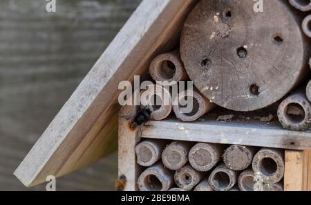 Ein Bambusheim für einsame Bienen mit Nestern von Solitair Bienen in einem Garten in holland Stockfoto