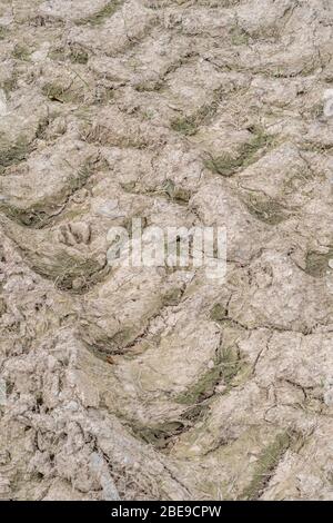 Schwere Traktorreifen Spuren in trocknenden schlammigen Feld Eingang. Metapher, die sich verirrend, tiefe Eindrücke. Stockfoto