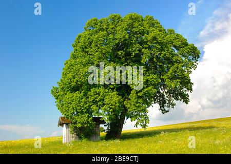 Einzelne Lindenbäume im Frühling auf der Wiese Stockfoto