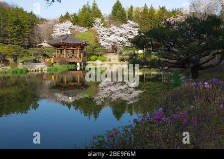 Wunderschöne Landschaft mit Kirschblüten im Bomunjeong Pavillon in Gyeongju, Korea : 30. März 2020 Stockfoto