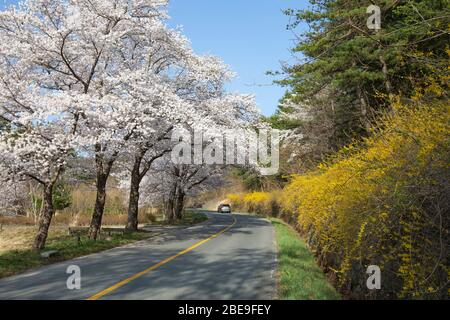 Schöne Landschaft von Kirschblüten und Forsythien in der Straße in Gyeongju, Korea : 30. März 2020 Stockfoto