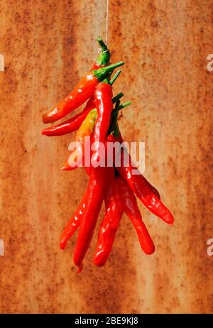 Eine Reihe von langen roten Chili-Paprika vor einem verrosteten Metallhintergrund Stockfoto