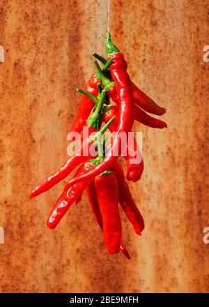 Eine Reihe von langen roten Chili-Paprika vor einem verrosteten Metallhintergrund Stockfoto