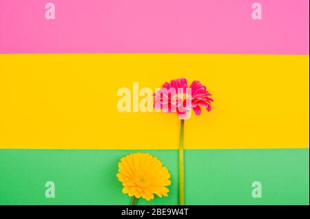 Gerbera. Blumen auf einem bunten Hintergrund. Minimalismus Konzept im Pop Art Stil, Plakat mit freiem Raum für Text. Kreativer Hintergrund. Kopierbereich Stockfoto