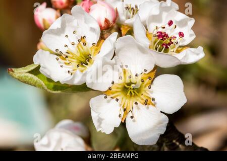 Birnenblüte im Frühling Stockfoto