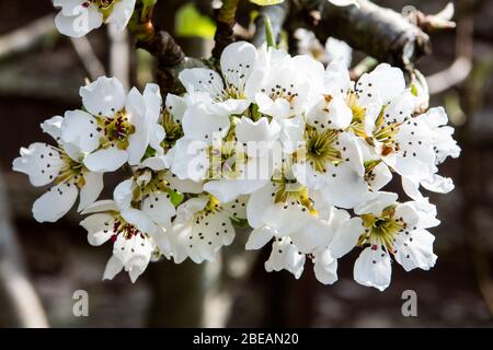 Birnenblüte im Frühling Stockfoto