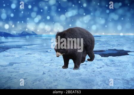 Zwei Schwarzbären bei der Paarung im Treibeis mit Schnee, verschwommener Hintergrund, Skandinavien. Naturlandschaft in der Natur. Kalter Winter in der Arktis. Arktische Wildnis Stockfoto