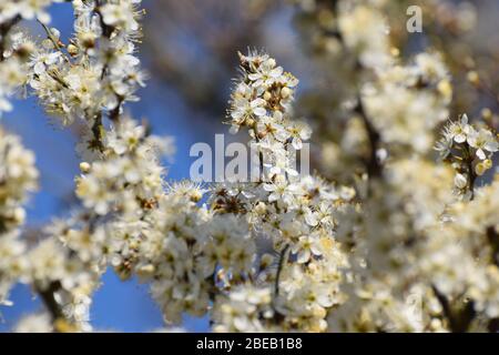 Schlehe blühen an einem hellen Frühlingstag. Im Vereinigten Königreich ist Blackthorn Prunus spinosa eine der ersten Pflanzen, die jedes Jahr blühen Stockfoto