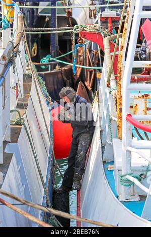 Troon, Ayrshire, Großbritannien. April 2020. Die Sperrung des Coronavirus wirkt sich auf die schottische Fischereiflotte aus, da alle Fischmärkte geschlossen und alle Fischerboote und Trawler auf unbestimmte Zeit festgemacht werden, was bedeutet, dass die Fischereicrews kein regelmäßiges Einkommen haben. Hier VERBRINGT ROBIN GIBSON, ein Fischer aus Ayrshire, seinen Ostersonntag damit, sein Boot zu einer Zeit zu pflegen, in der er auf See sein würde. Kredit: Findlay/Alamy Live News Stockfoto