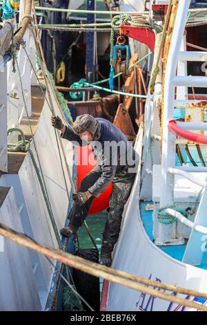 Troon, Ayrshire, Großbritannien. April 2020. Die Sperrung des Coronavirus wirkt sich auf die schottische Fischereiflotte aus, da alle Fischmärkte geschlossen und alle Fischerboote und Trawler auf unbestimmte Zeit festgemacht werden, was bedeutet, dass die Fischereicrews kein regelmäßiges Einkommen haben. Hier VERBRINGT ROBIN GIBSON, ein Fischer aus Ayrshire, seinen Ostersonntag damit, sein Boot zu einer Zeit zu pflegen, in der er auf See sein würde. Kredit: Findlay/Alamy Live News Stockfoto