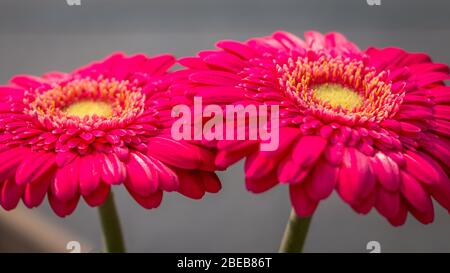 Schöne Nahaufnahme der Gerbera, eine schöne Blume in lila roter Farbe Stockfoto