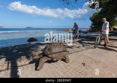 La Digue, Seychellen - Januar 2013: Riesenschildkröte, die durch ein Touristendorf in der Nähe der Küste läuft Stockfoto