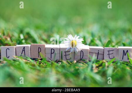 Holzwürfel mit den Worten Carpe Diem, was bedeutet, den Tag zu ergreifen, in grünem hellem Gras und einem weißen Gänseblümchen, Sommer Hintergrund Stockfoto