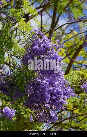 Lila Blüten des Jacaranda-Baumes Stockfoto