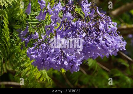 Lila Blüten des Jacaranda-Baumes Stockfoto