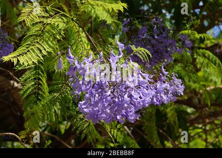 Lila Blüten des Jacaranda-Baumes Stockfoto